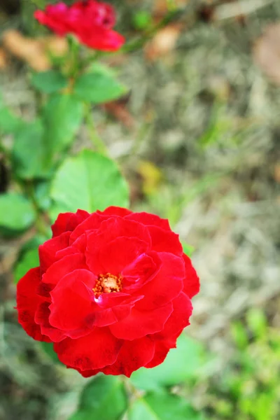 Rosa rossa nella natura — Foto Stock