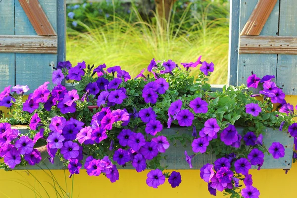 Hermosas flores púrpuras en la ventana antigua madera vintage . — Foto de Stock
