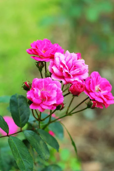 Pink rose in the nature — Stock Photo, Image