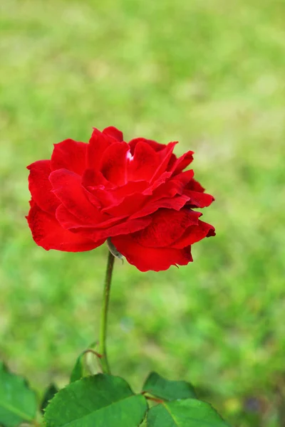 Rosa roja en la naturaleza — Foto de Stock