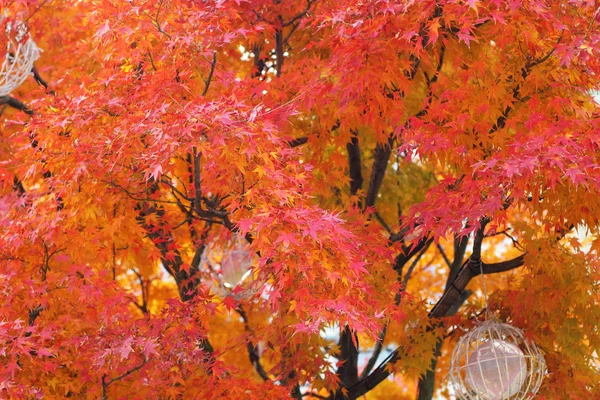 自然的秋季，红色的枯树的枝叶美丽 — 图库照片