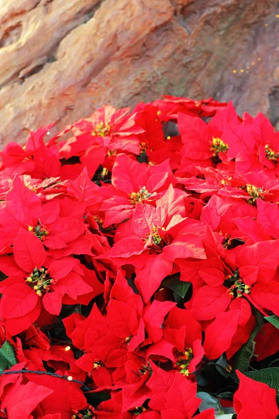 Hermosa poinsettia. flor roja de Navidad en la naturaleza — Foto de Stock