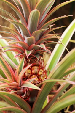 doğada büyüyen ananas.