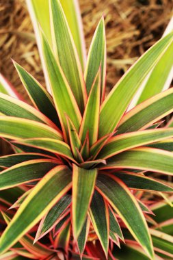 doğada büyüyen yaprakları ananas.