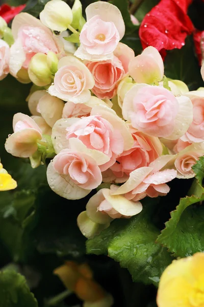 Begonia flores no jardim — Fotografia de Stock