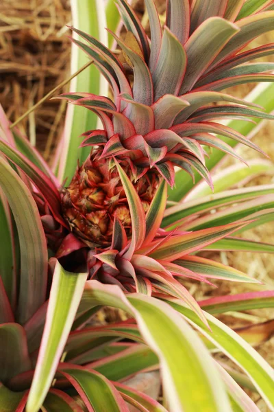 doğada büyüyen ananas.