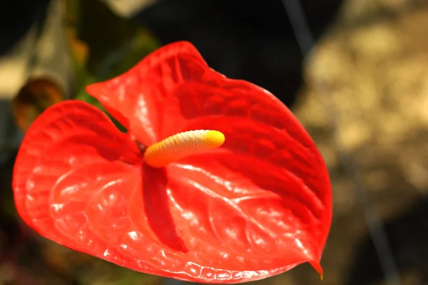 Primo piano di anthurium rosso andreanum - giglio fenicottero — Foto Stock