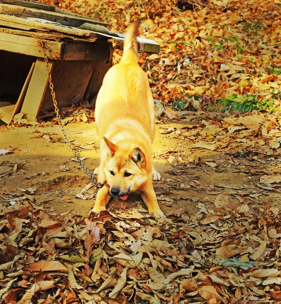 Cute brown puppy chained sat staring. — Stock Photo, Image