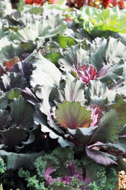 Close-Up dekoratif kıvırcık lahana