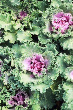 Close-Up dekoratif kıvırcık lahana