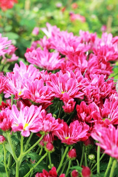 Gerbera fiori in giardino — Foto Stock