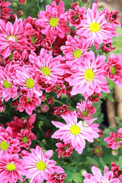 Gerbera květiny v zahradě — Stock fotografie