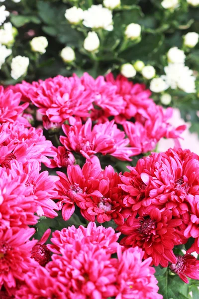 Gerbera flores en el jardín — Foto de Stock