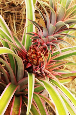 doğada büyüyen ananas.