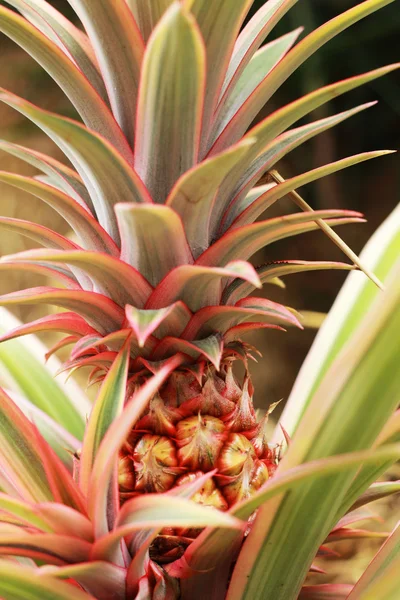 Piñas que crecen en la naturaleza . — Foto de Stock