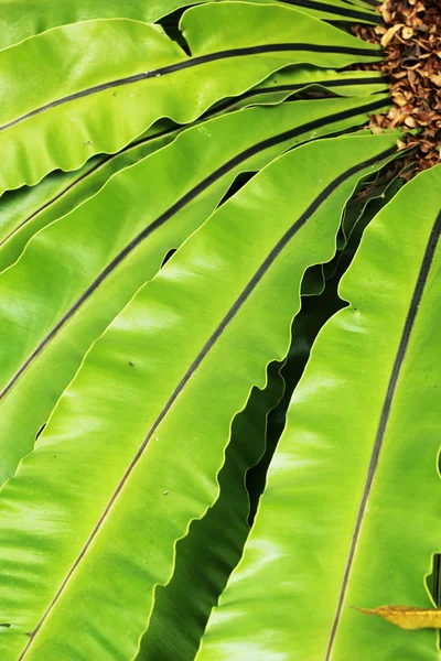 Foglia di felce nella natura — Foto Stock