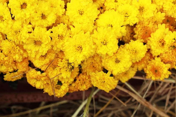 Flores de margarida - flores amarelas na natureza — Fotografia de Stock