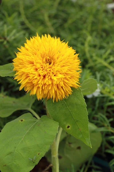 Zářivě žluté slunečnice v přírodě — Stock fotografie