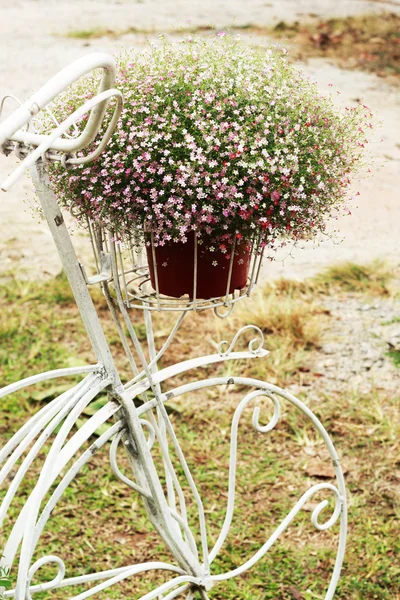 Gypsophila flowers - pink flowers in nature — Stock Photo, Image