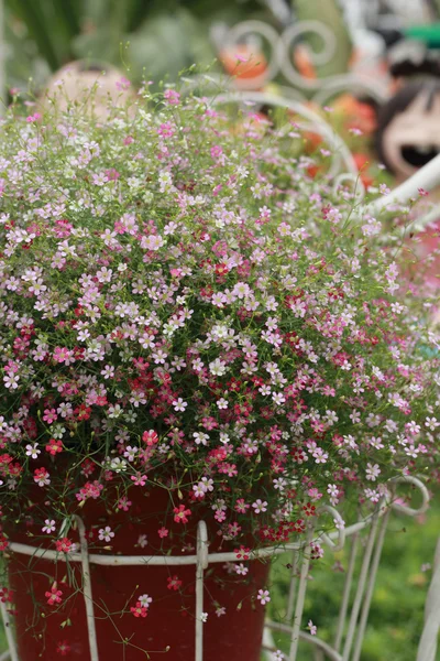 Las flores de gypsophila - las flores rosadas en la naturaleza — Foto de Stock