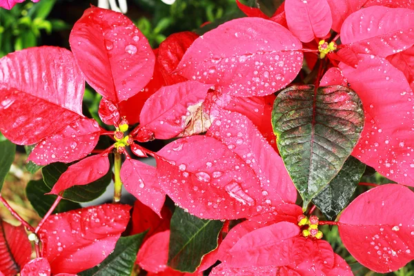 Vacker julstjärna. röd jul blomma i naturen — Stockfoto