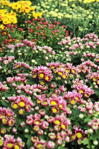 Flores de margarida - flores vermelhas e amarelas — Fotografia de Stock