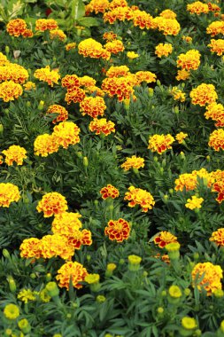 papatya çiçekleri - kırmızı ve sarı çiçek