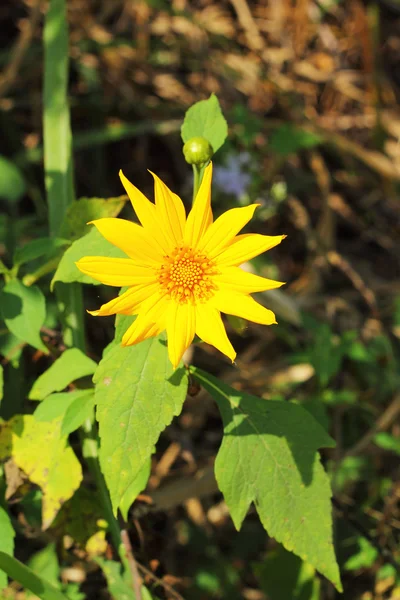 Gerbera blüht im Garten — Stockfoto