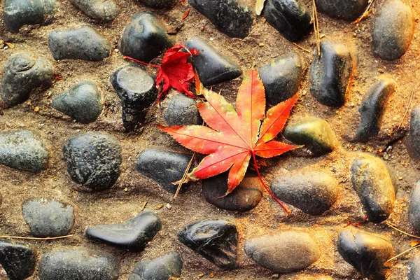 Червоне кленове листя на кам'яній підлозі . — стокове фото