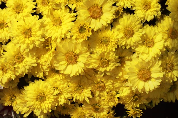 Las flores de margarita - las flores amarillas en la naturaleza — Foto de Stock