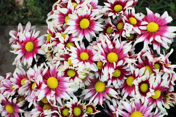 Gerbera çiçekleri Bahçe — Stok fotoğraf