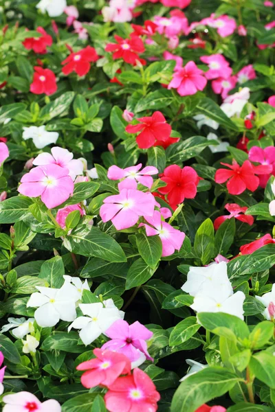 The petunias pink flowers in garden — Stock Photo, Image