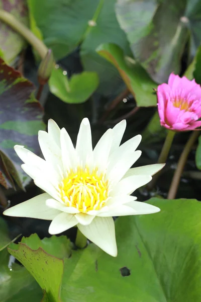 Witte lotus in de natuur — Stockfoto