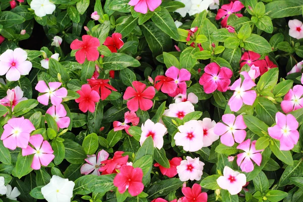 The petunias pink flowers in garden — Stock Photo, Image