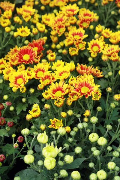 Daisy flowers - red and yellow flowers — Stock Photo, Image