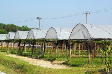 meyve üzüm çatı ekilir.