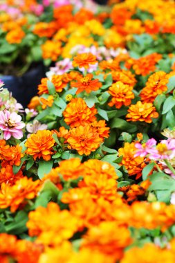 Bahçedeki sarı çiçek