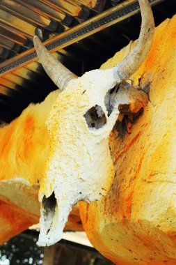 kurutulmuş buffalo - ahşap duvara asılı.