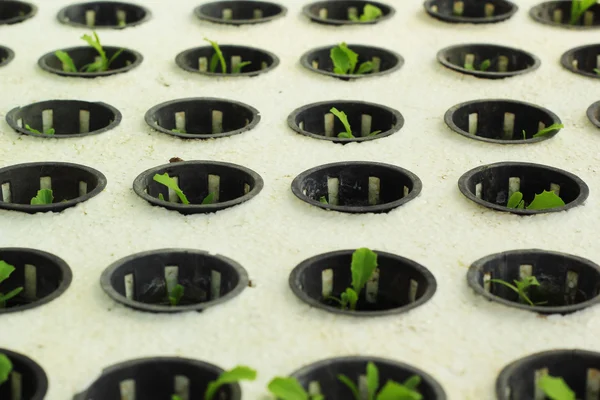 Kleine Plastiktöpfe bauen Bio-Gemüse an. — Stockfoto