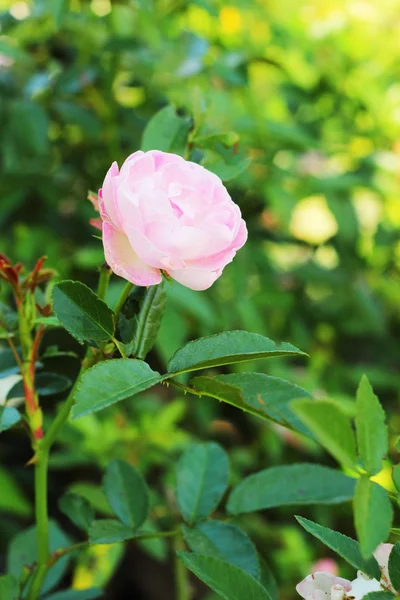 Rose różowy kwiat w naturze — Zdjęcie stockowe