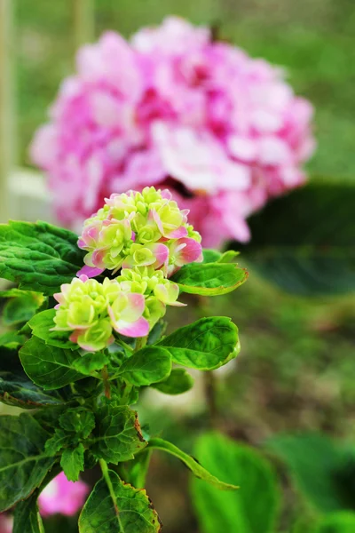 Rosa blomma i naturen — Stockfoto