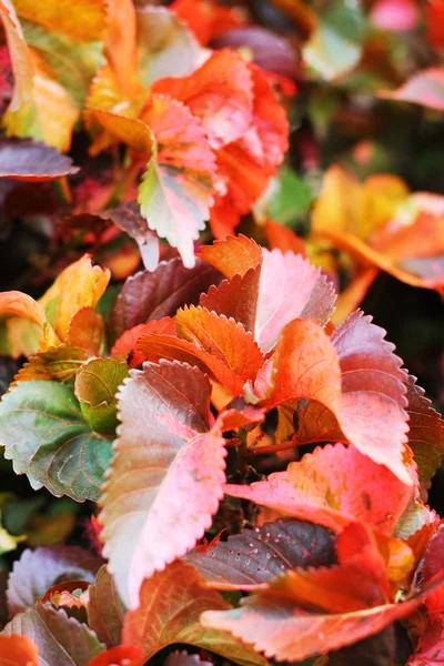 Green and red leaves in the garden — Stock Photo, Image