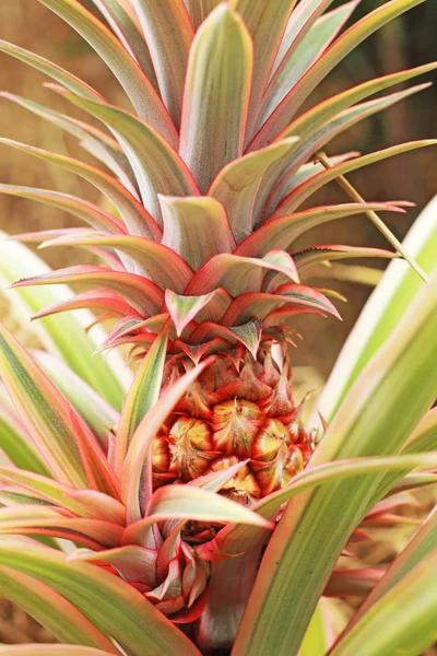 Piñas que crecen en la naturaleza . — Foto de Stock