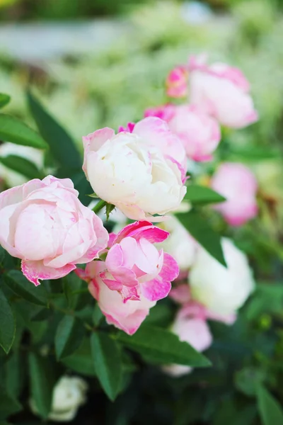 Rose różowy kwiat w naturze — Zdjęcie stockowe