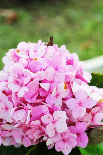 Roze bloem in de natuur — Stockfoto