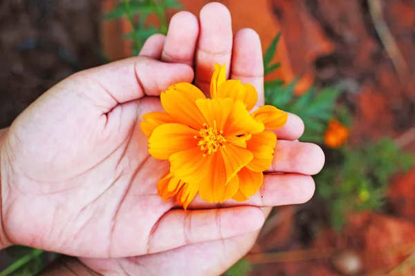 Gele bloem in de handen van kinderen. — Stockfoto