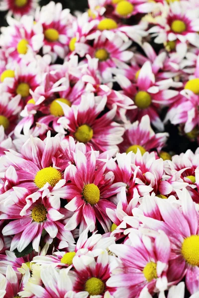 Gerbera's in de tuin — Stockfoto