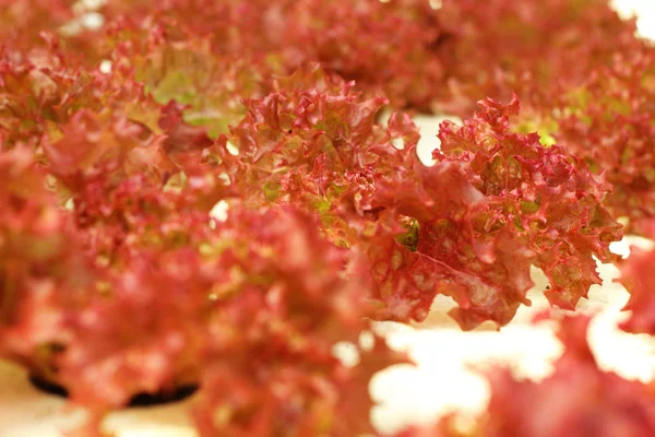 Rotes Korallengemüse in hydroponischer Farm — Stockfoto