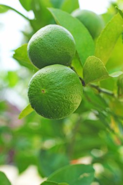 limon ağacı bahçede üzerinde.