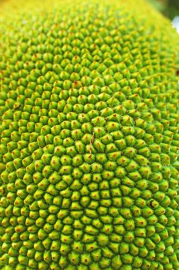 taze papaya meyve bahçesinde ağaç üzerinde.